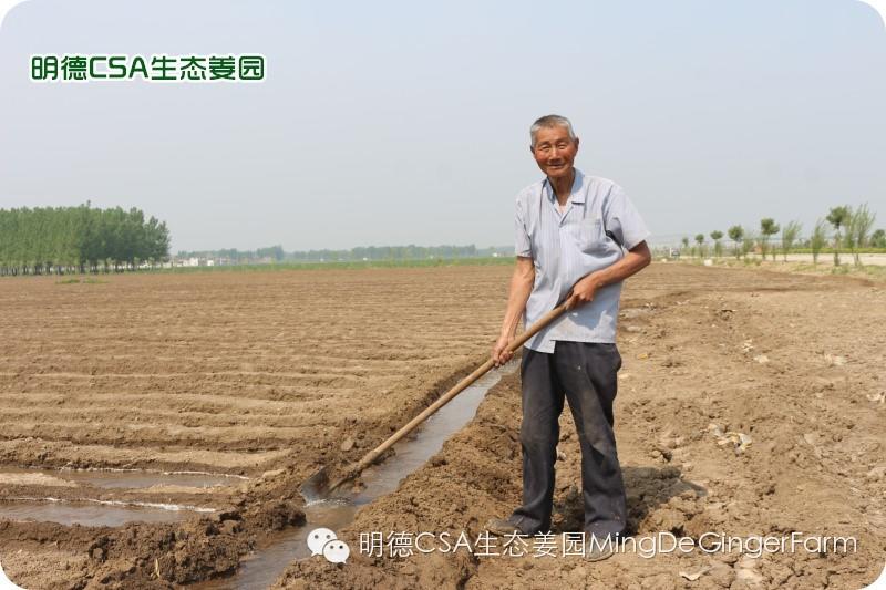 小黄姜种植技术图文详解