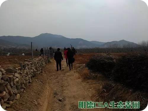 简报：3.5-3.28日 姜园选购 筛选 晾晒姜种3万5千斤