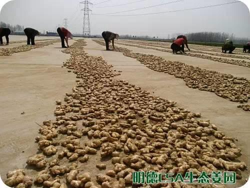 简报：3.5-3.28日 姜园选购 筛选 晾晒姜种3万5千斤