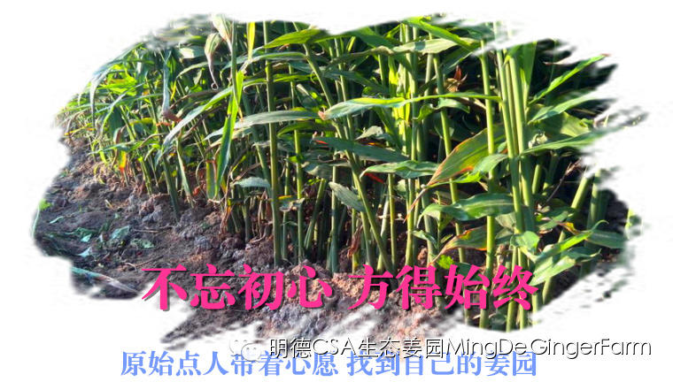 寻找姜园合伙人，邀您一起建设原始点原生态小黄姜农场