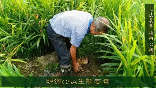 9月新鲜嫩姜新上市了! ‘七不’生态小黄姜生姜 嫩姜1斤 纯正无污染鲜嫩小土姜 明安心法农业 福田心耕 9月新鲜嫩姜新上市了! ‘七不’生态小黄姜生姜 嫩姜1斤 纯正无污染鲜嫩小土姜 明安心法农业 福田心耕