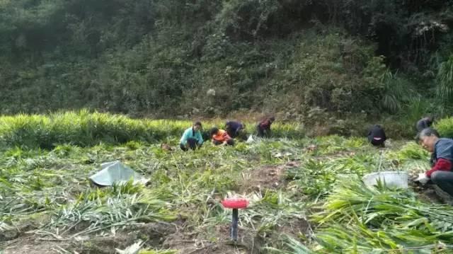 明安'七不'小黄姜 2018姜种1斤 心法农业明德姜园精选培育三代2017年留纯种