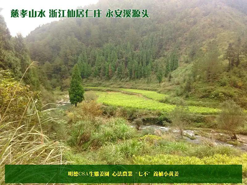 团购 2018.315特制原始点药用‘七不’小黄姜干姜片1斤 包邮 明德生态姜园心法农业恭制