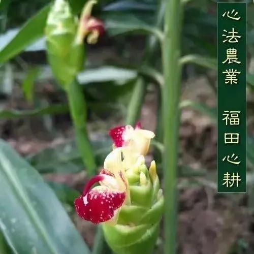 素食养生——生姜传奇,献给吃素的佛友们!-七不姜 生姜养生网-明德CSA生态姜园&明安农业