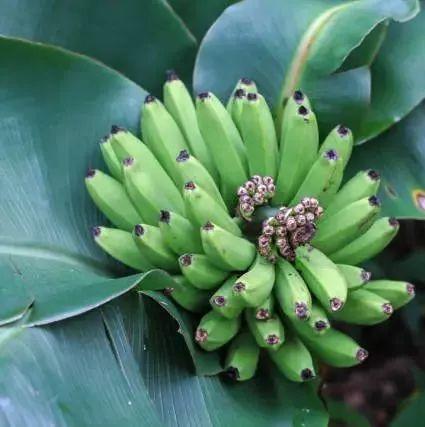 香蕉和姜能同时吃吗?-七不姜 生姜养生网-明德CSA生态姜园&明安农业