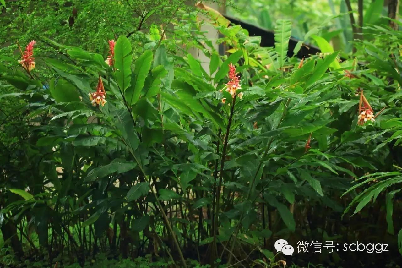 四月姜园 醉美姜花 四月姜园 醉美姜花