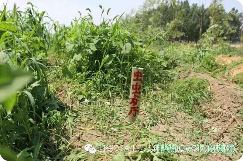 善的热循环 爱的真分享-自然、生态、良心姜品热源免费申请