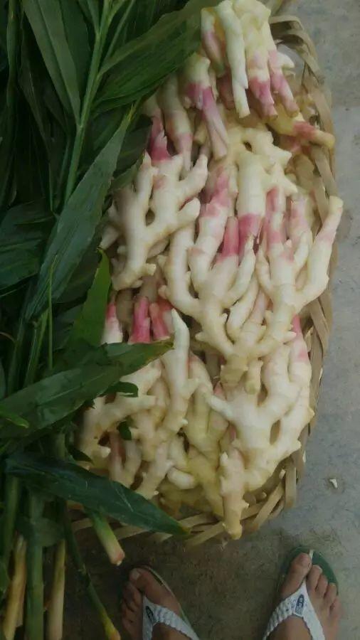 嫩薑、子薑美观可口。民众很喜欢品尝。大家看完此文就不敢再吃了!知道为什么吗? 嫩薑、子薑美观可口。民众很喜欢品尝。大家看完此文就不敢再吃了!知道为什么吗?