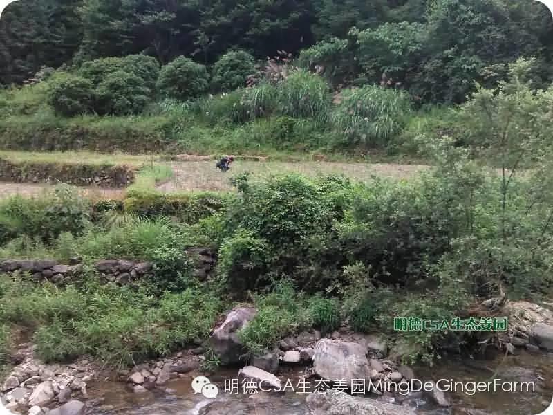 透明溯源 预售定制生态姜园7月新入股东介绍-浙江仙居吴金土