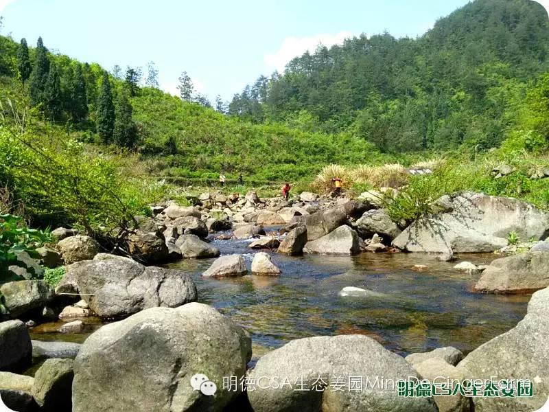 明德CSA生态姜园 浙江仙居仁庄村“七不”小黄姜基地介绍