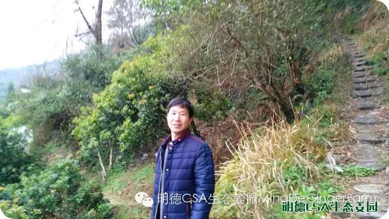 明德CSA生态姜园 浙江仙居仁庄村“七不”小黄姜基地介绍