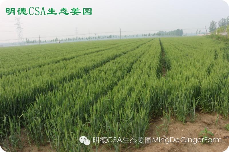 做农业必懂的19个创意流行概念