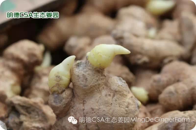 小黄姜种植技术图文详解