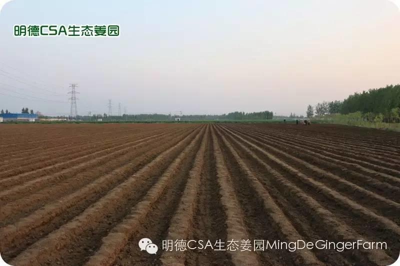 小黄姜种植技术图文详解