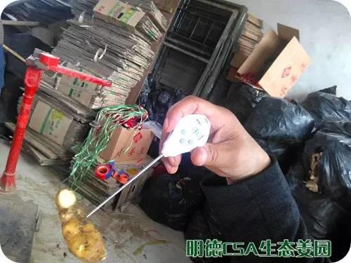 简报：3.5-3.28日 姜园选购 筛选 晾晒姜种3万5千斤