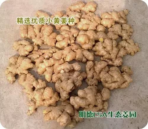 简报：3.5-3.28日 姜园选购 筛选 晾晒姜种3万5千斤