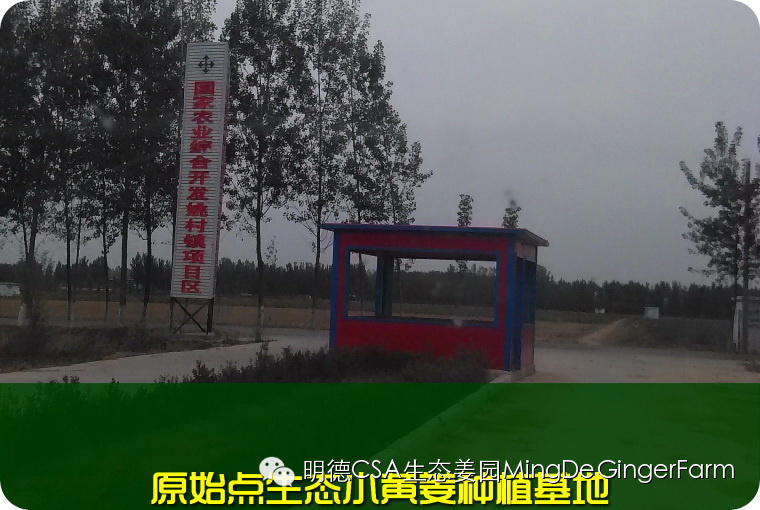 寻找姜园合伙人，邀您一起建设原始点原生态小黄姜农场