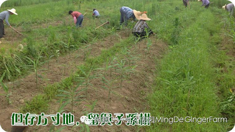 寻找姜园合伙人，邀您一起建设原始点原生态小黄姜农场