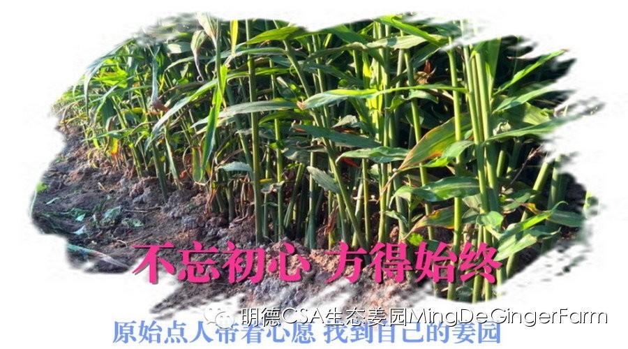 明德CSA姜园 山东圣城曲阜祀天-七不姜 生姜养生网-明德CSA生态姜园&明安农业