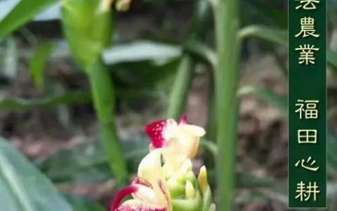 •红糖姜粉炒白面｜DIY温热代餐粉调好“老胃病”-七不姜 生姜养生网-明德CSA生态姜园&明安农业