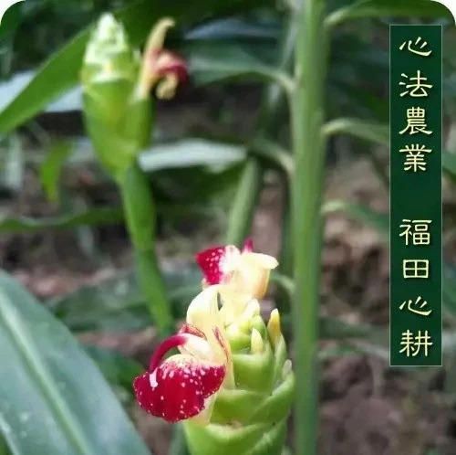 •红糖姜粉炒白面｜DIY温热代餐粉调好“老胃病”-七不姜 生姜养生网-明德CSA生态姜园&明安农业