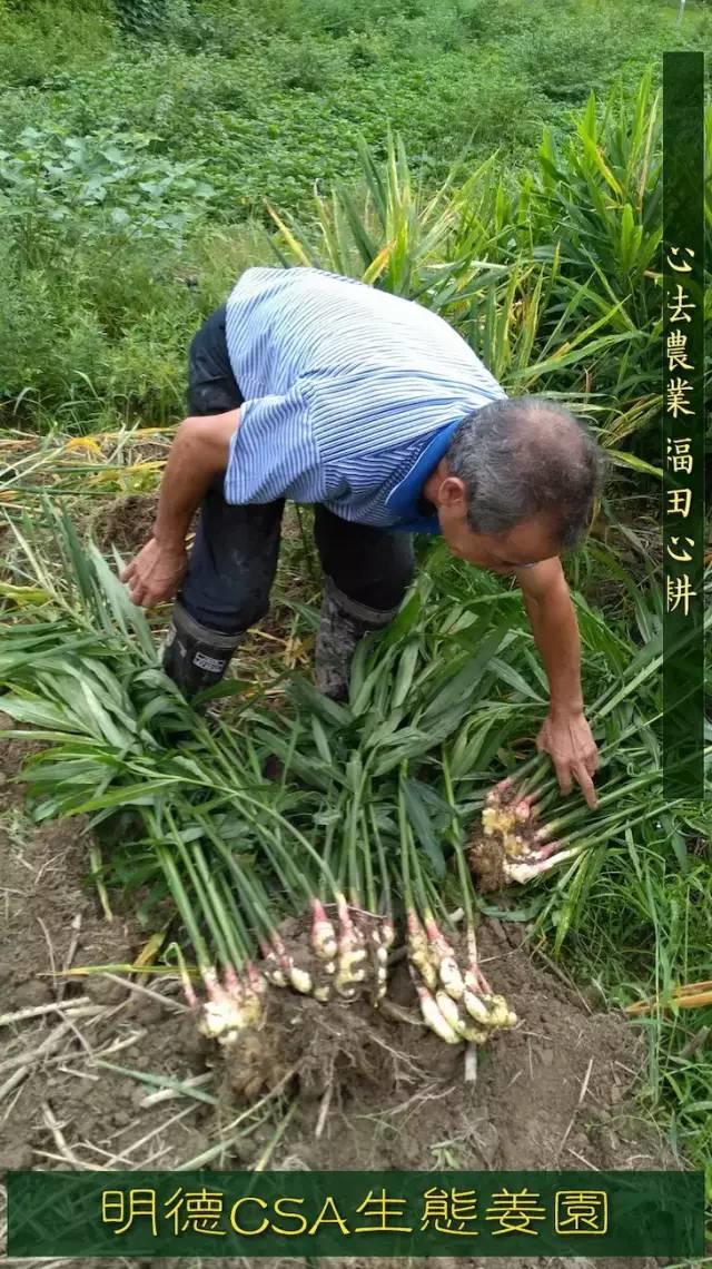 9月新鲜嫩姜新上市了! ‘七不’生态小黄姜生姜 嫩姜1斤 纯正无污染鲜嫩小土姜 明安心法农业 福田心耕 9月新鲜嫩姜新上市了! ‘七不’生态小黄姜生姜 嫩姜1斤 纯正无污染鲜嫩小土姜 明安心法农业 福田心耕