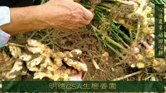 9月新鲜嫩姜新上市了! ‘七不’生态小黄姜生姜 嫩姜1斤 纯正无污染鲜嫩小土姜 明安心法农业 福田心耕 9月新鲜嫩姜新上市了! ‘七不’生态小黄姜生姜 嫩姜1斤 纯正无污染鲜嫩小土姜 明安心法农业 福田心耕