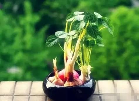 生姜就是“富贵竹”,拿剩菜做盆栽,美爆了 生姜就是“富贵竹”,拿剩菜做盆栽,美爆了