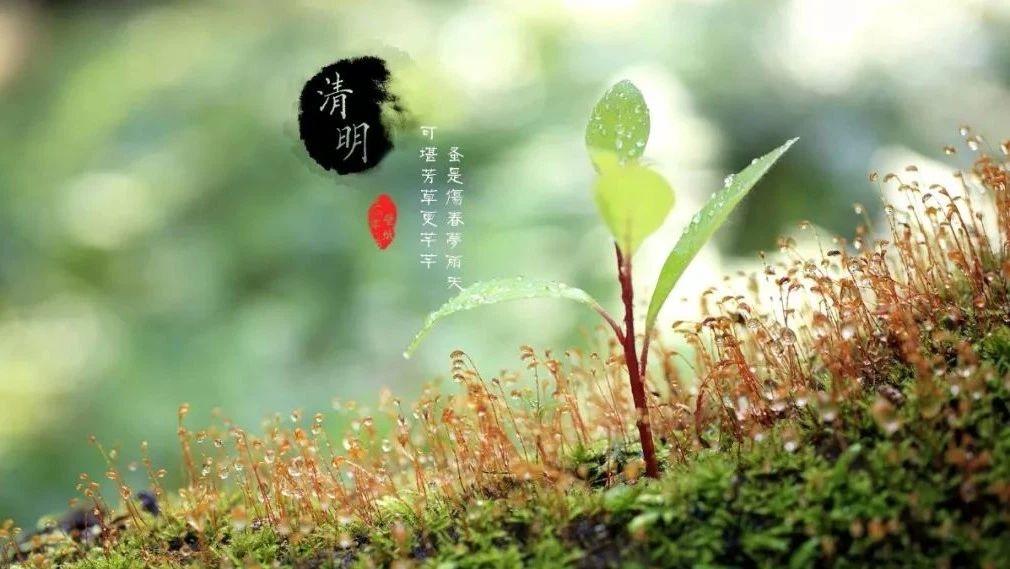 清明,祭祖扫墓,祭奠英烈!国人的感恩节!-七不姜 生姜养生网-明德CSA生态姜园&明安农业
