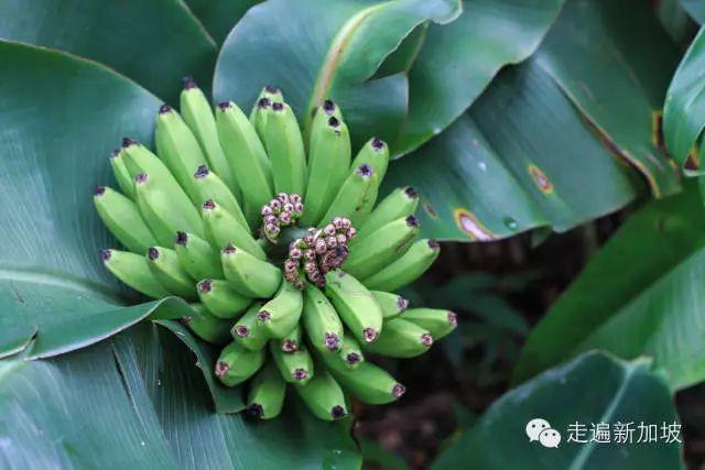 香蕉和姜能同时吃吗？