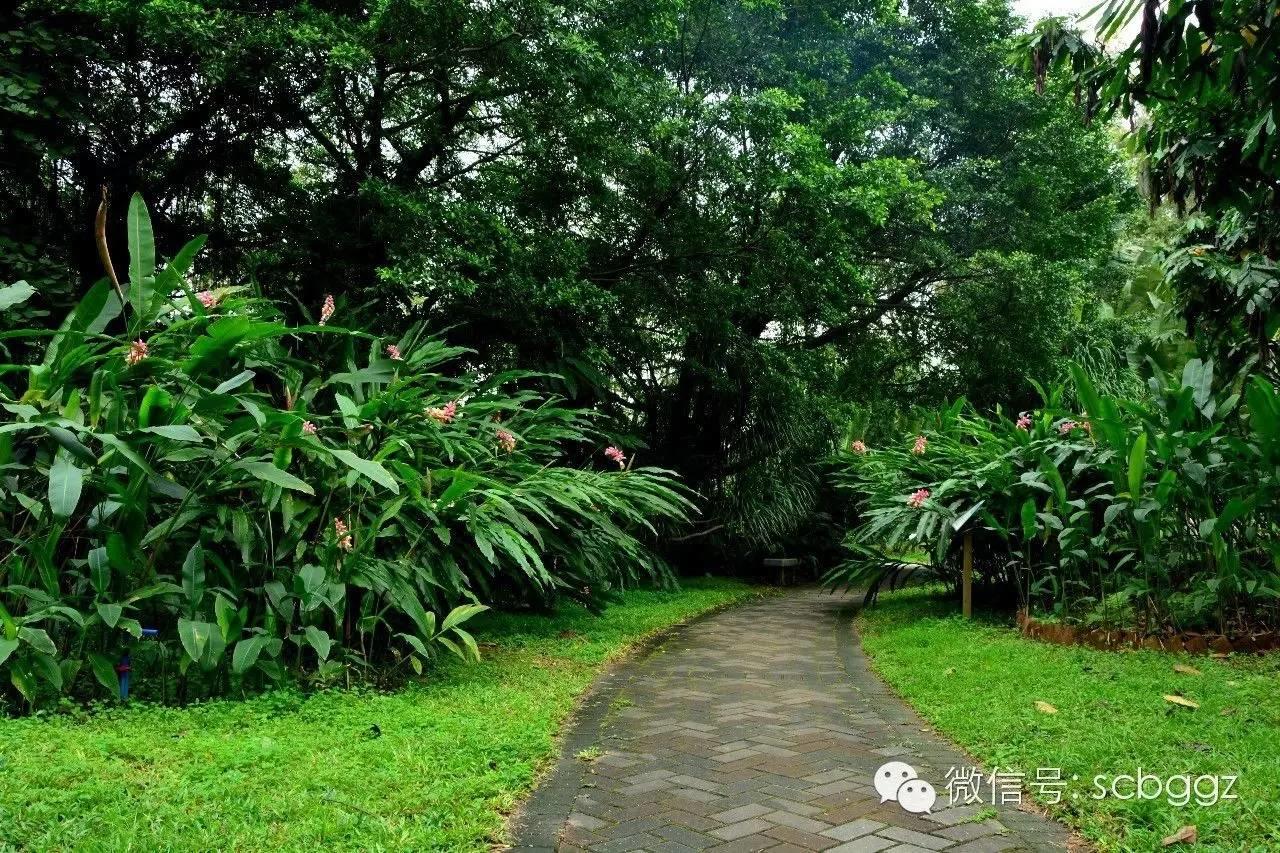 四月姜园 醉美姜花 四月姜园 醉美姜花