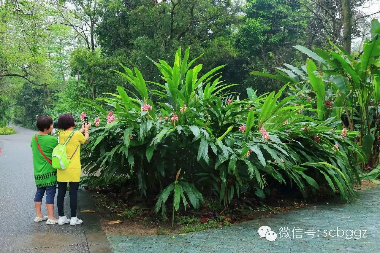 四月姜园 醉美姜花 四月姜园 醉美姜花