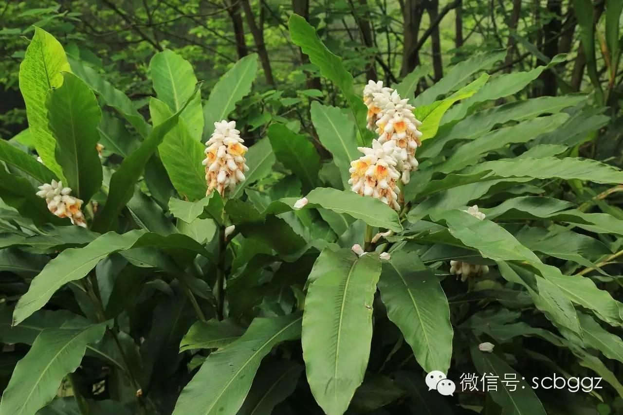 四月姜园 醉美姜花 四月姜园 醉美姜花