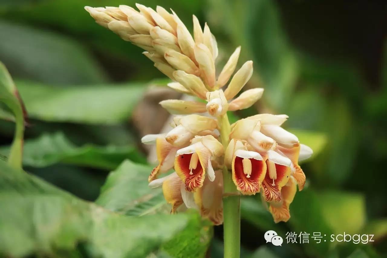 四月姜园 醉美姜花 四月姜园 醉美姜花