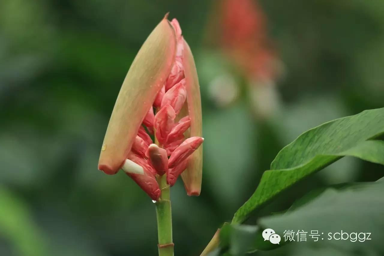 四月姜园 醉美姜花 四月姜园 醉美姜花