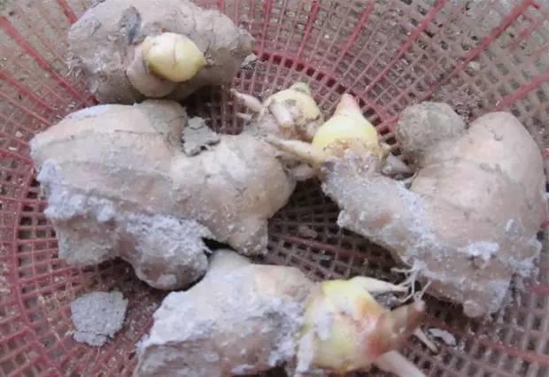 家里种生姜,全家都安康! 盆栽姜 有竹韵! 家里种生姜,全家都安康! 盆栽姜 有竹韵!