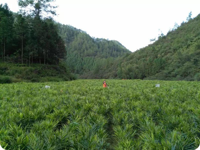 明安绿色生态乐和夏令营      -自然 生态 乐和 健康