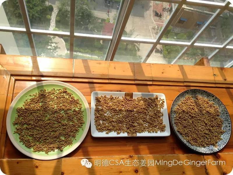懒人自制姜丸记-附姜丸制作方法