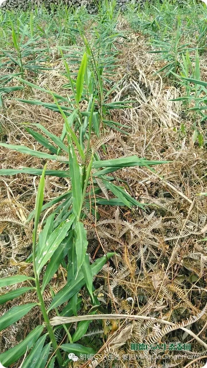 明德生态姜园“七不”生态小黄姜鲜姜10斤份额 包邮预售特惠 全年免费代存储 明德生态姜园“七不”生态小黄姜鲜姜10斤份额 包邮预售特惠 全年免费代存储