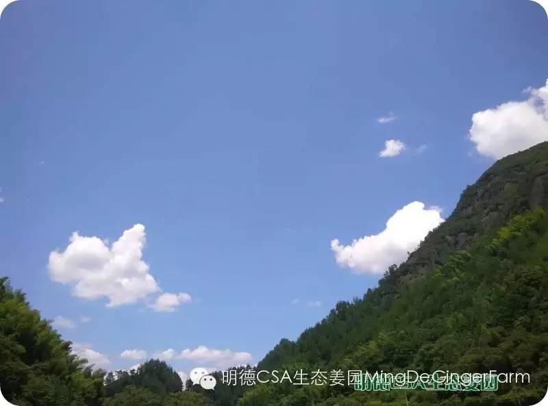 明德CSA生态姜园 浙江 仙居 仁庄村“七不”生态小黄姜成长日志 7月25日