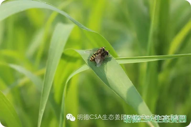 姜园告动物虫鸟先生小姐书 姜园告动物虫鸟先生小姐书