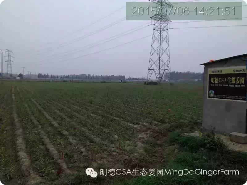 明德CSA生态姜园 姜东土地份额(劳动份额及配送份额)沟垄选购图集-七不姜 生姜养生网-明德CSA生态姜园&明安农业