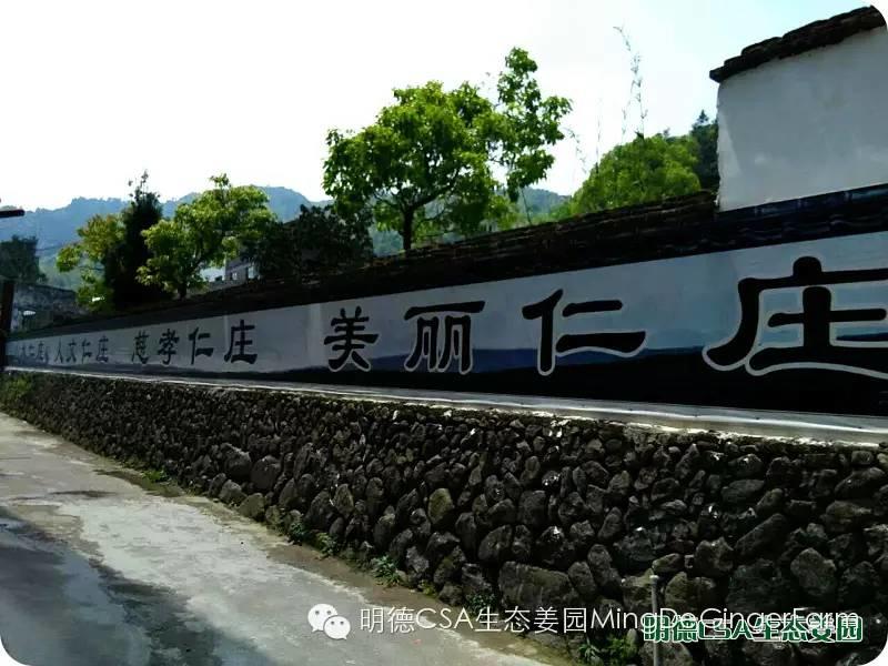 明德CSA生态姜园 浙江仙居仁庄村“七不”小黄姜基地介绍