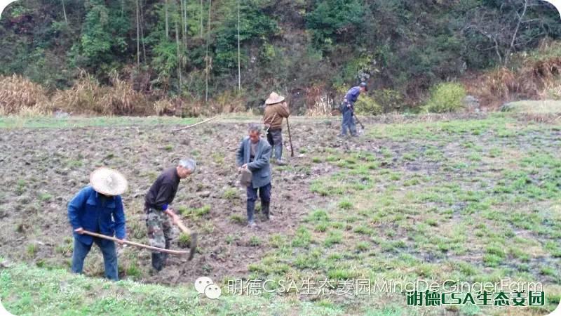 明德CSA生态姜园 浙江仙居仁庄村“七不”小黄姜基地介绍