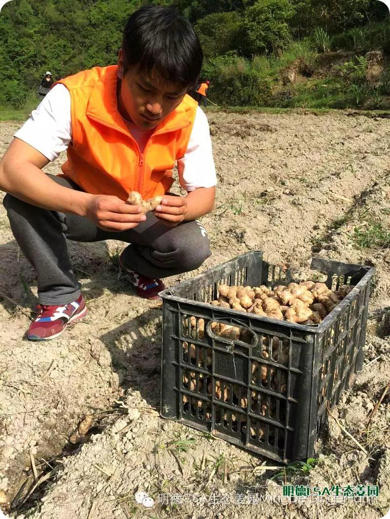 明德CSA生态姜园 浙江仙居仁庄村“七不”小黄姜基地介绍