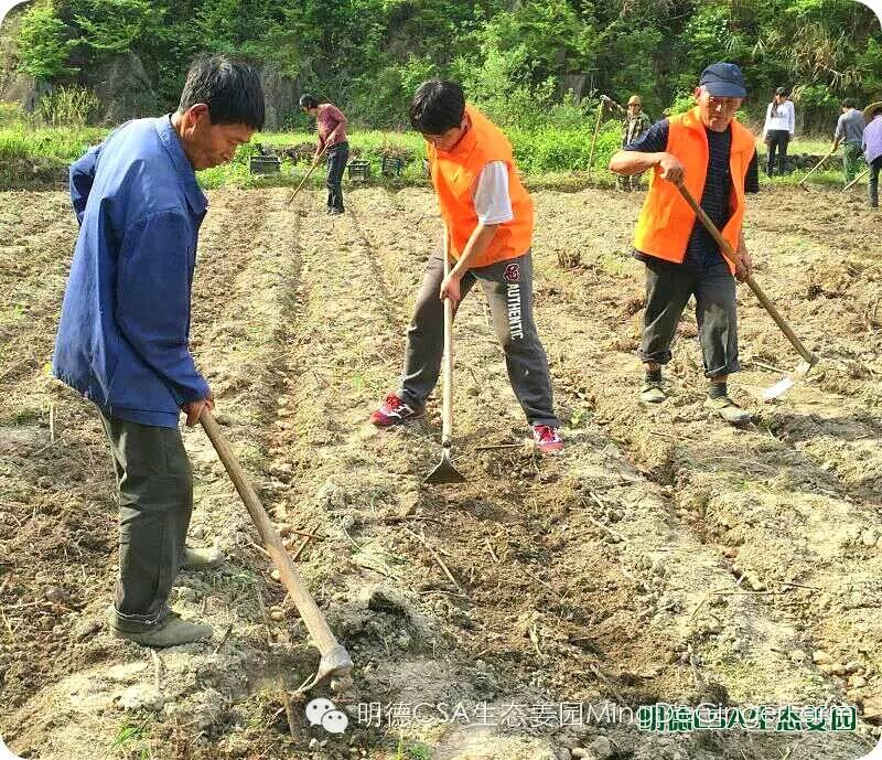 明德CSA生态姜园 浙江仙居仁庄村“七不”小黄姜基地介绍