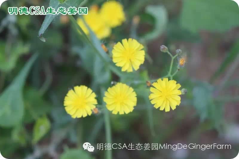 做农业必懂的19个创意流行概念