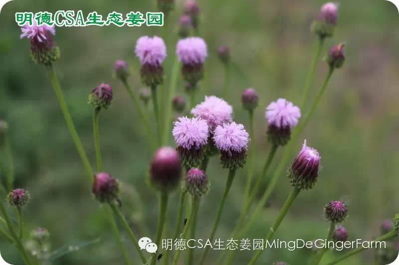 做农业必懂的19个创意流行概念