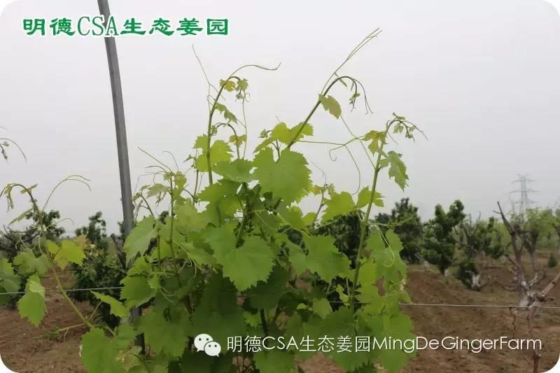 做农业必懂的19个创意流行概念