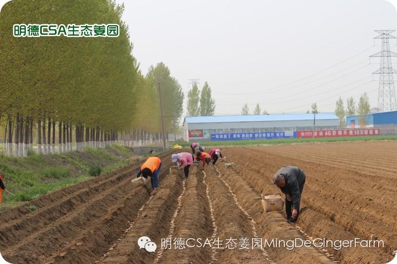 小黄姜种植技术图文详解